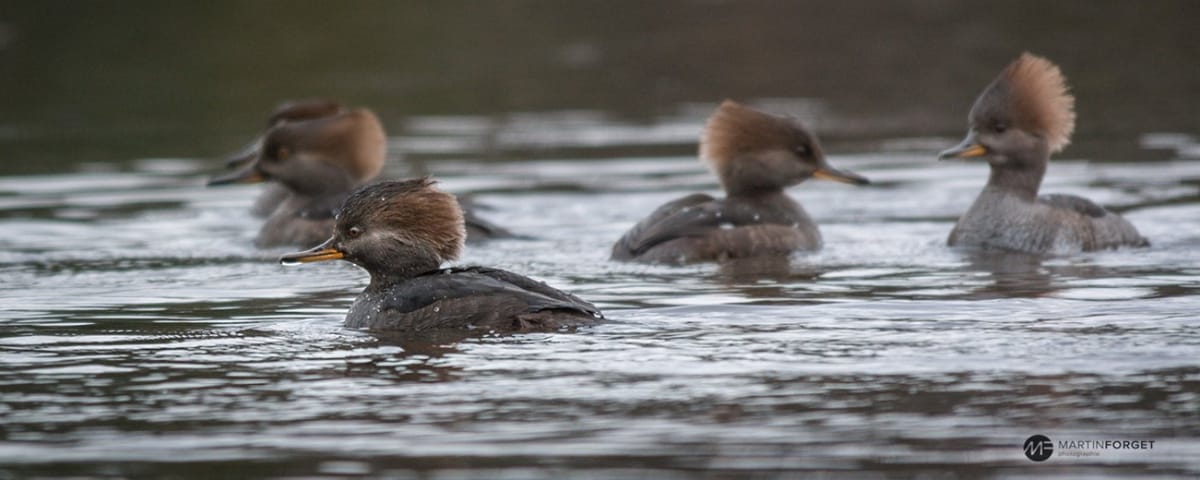 Il est possible de faire de belles observations près des lacs de Sainte-Sophie. À preuve, ces harles femelles au lac Bellevue