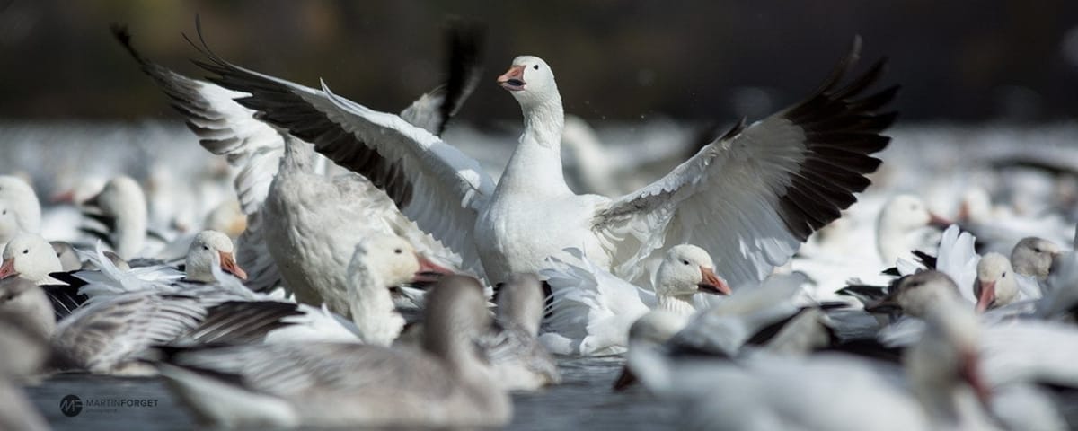 Les oies des neiges se réunissent au réservoir Beaudet, à Victoriaville, tous les automnes.