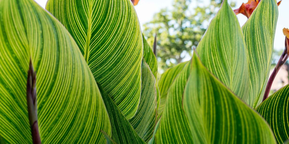 Extinction des espèces : n'oubliez pas de compter les plantes