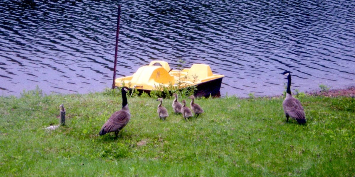 Un couple de bernaches qui protège jalousement sa famille, au début juin.