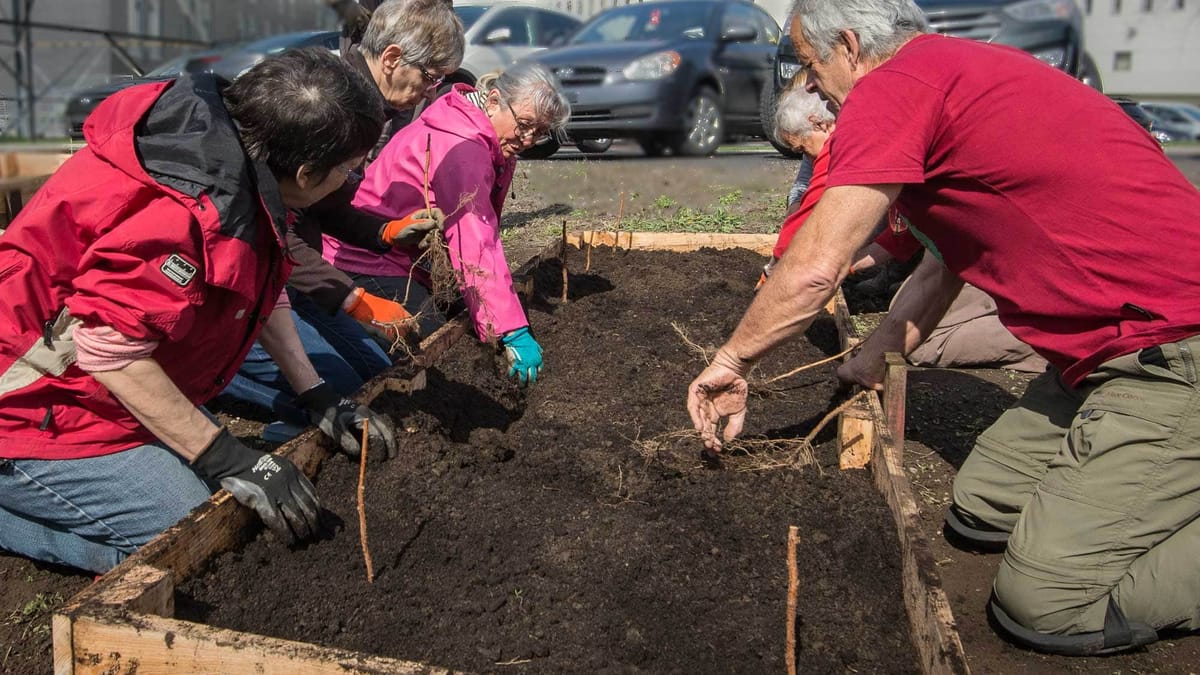 Des framboisiers ont été plantés dans cette plate-bande par le groupe des Incroyables comestibles Rivière-du-Nord près du Cég