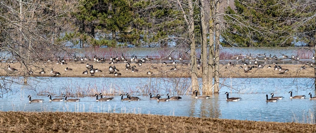 Arrêt sur image d'une catastrophe annoncée - souper confiné - jour 24, le 17 avril 2020