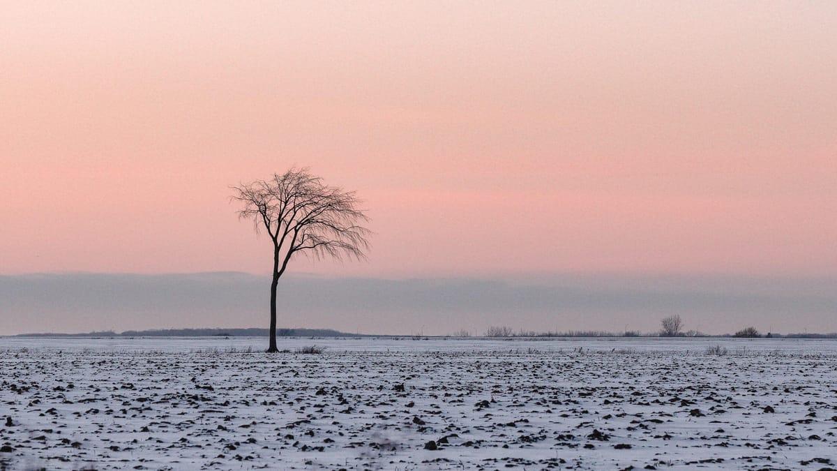 Un arbre dans un champ de Mirabel, début janvier 2022. Photo Charles Michaud/TopoLocal