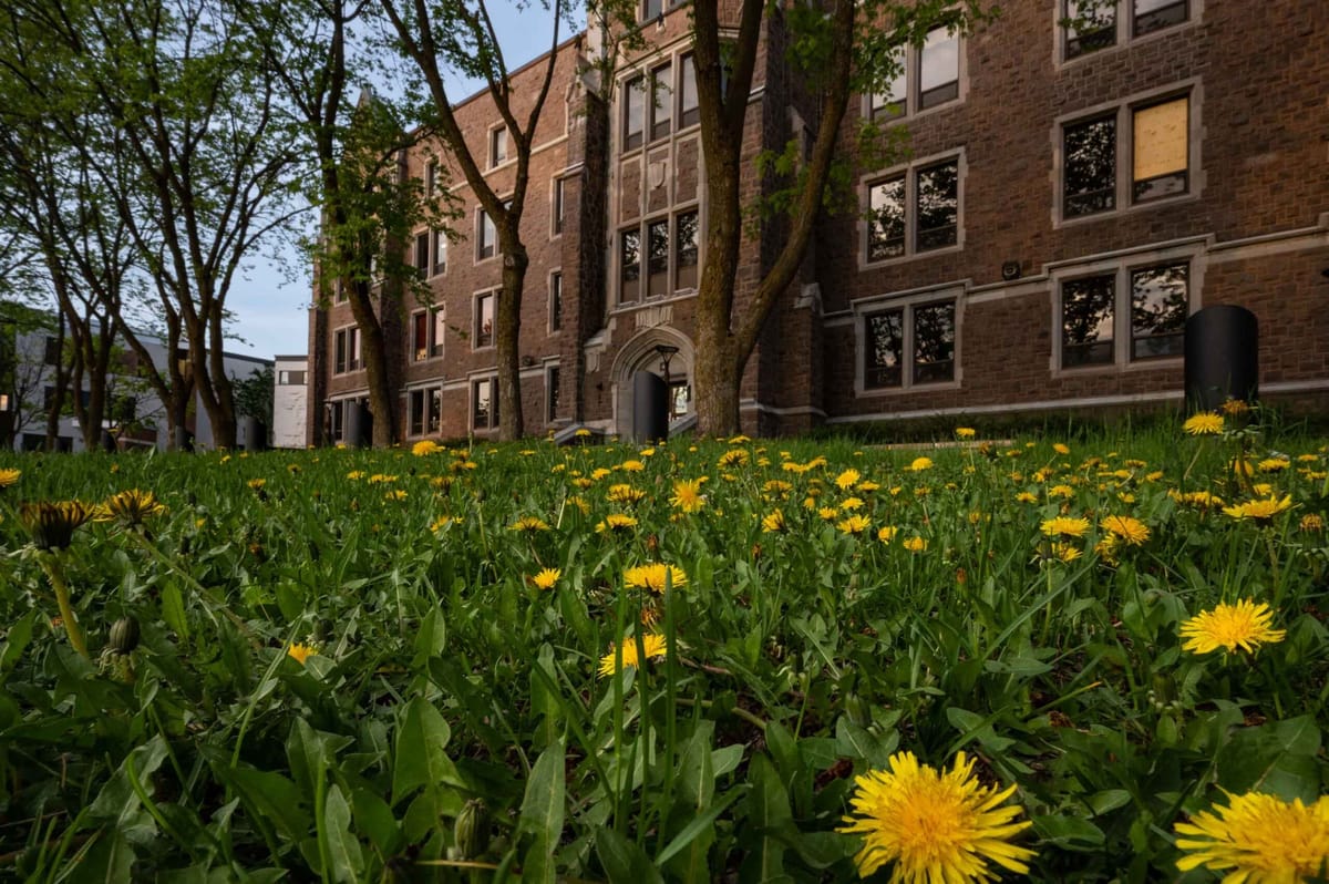 Le Cégep de Saint-Jérôme reste fleuri pour les abeilles