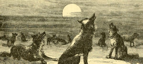 Parfois, l'homme est un loup pour l'homme.