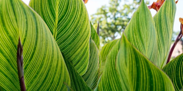 Extinction des espèces : n'oubliez pas de compter les plantes
