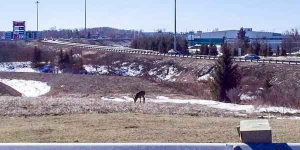 Un chevreuil ou un animal ayant une forme similaire profite de l'herbe qu'il peut trouver près du boulevard de La Salette et