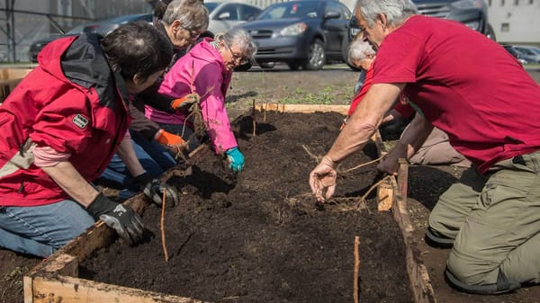 Des framboisiers ont été plantés dans cette plate-bande par le groupe des Incroyables comestibles Rivière-du-Nord près du Cég