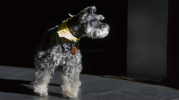Il y aura un bizarre incident de chien pendant la nuit au Théâtre Gilles-Vigneault à l'été 2019