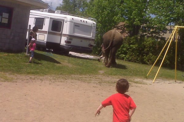 Un éléphant dans le parc Melançon
