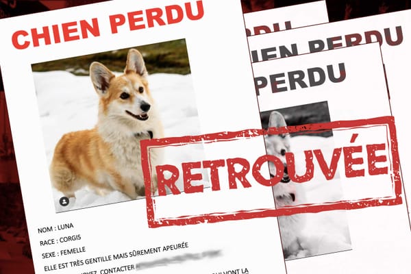 Un chien perdu sauvé dans la rivière par les pompiers au centre-ville de Saint-Jérôme