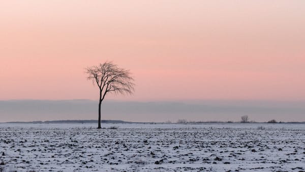 Un arbre dans un champ de Mirabel, début janvier 2022. Photo Charles Michaud/TopoLocal